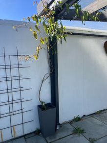 clematis with pot included