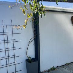 clematis with pot included