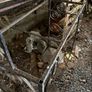 Vintage Iron Shelving Unit Ornate Scrollwork Image 4