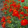 (C) Cosmos Redcrest seeds 0.5g (415328) Image 2