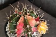 Gymnocalycium mihanovichii variegated