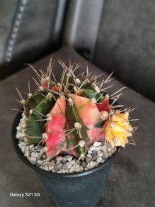 Gymnocalycium mihanovichii variegated