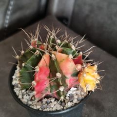 Gymnocalycium mihanovichii variegated