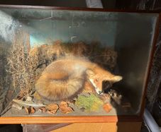 Taxidermy fox in glass case
