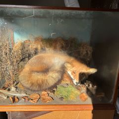 Taxidermy fox in glass case