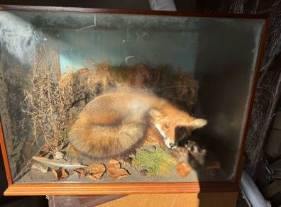 Taxidermy fox in glass case
