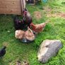 fresh free range eggs Image 6