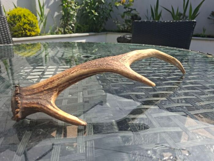 Wild Irish Red Deer Antler