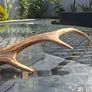 Wild Irish Red Deer Antler Image 5