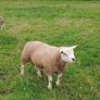 PBR texel ram lambs Image 7