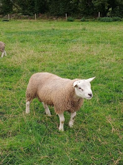 PBR texel ram lambs