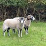 Swaledale Rams Image 2