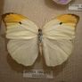 Vintage Framed Real Butterfly Collection With 8 Labelled Specimens Image 4