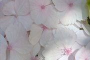 Hydrangea