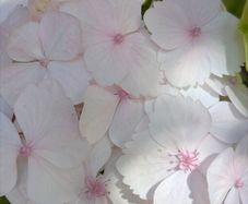 Hydrangea