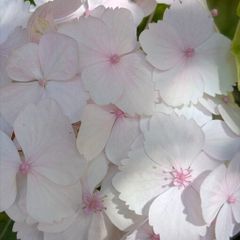 Hydrangea
