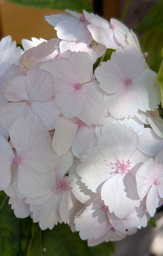 Hydrangea