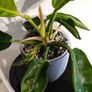 Philodendron Moonlight Image 4