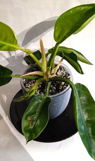 Philodendron Moonlight