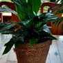 house plants Image 4