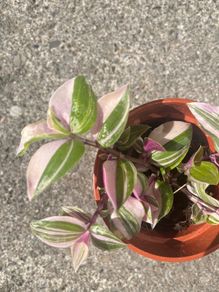 plant