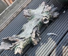 Drift wood & Aquasky LED lamp