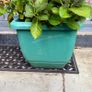 Hydrangea French Can Can doing well in 2nd summer in pot Image 10