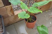 Indoor plant homalomena rubescens