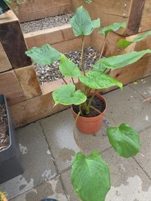 Indoor plant homalomena rubescens