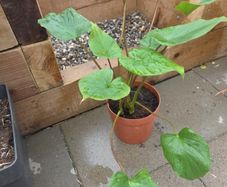 Indoor plant homalomena rubescens