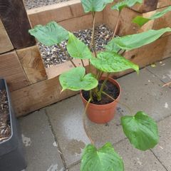 Indoor plant homalomena rubescens