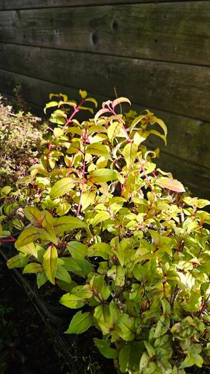 Fuchsia Plants 2euros