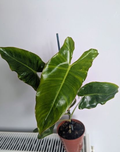 Philodendron Burle Marx Plant