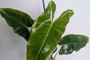 Philodendron Burle Marx Plant