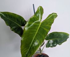 Philodendron Burle Marx Plant
