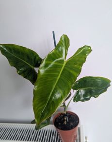 Philodendron Burle Marx Plant