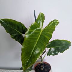 Philodendron Burle Marx Plant