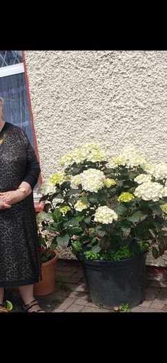 garden plants