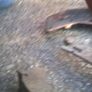 Fiat doblo brake shoes Image 2