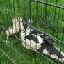 muscovy ducks Image 3