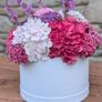 Hydrangea Image 5