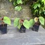 hardy begonia - begonia grandis claret jug Image 3