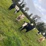 11 Super Heifer Calves Image 9