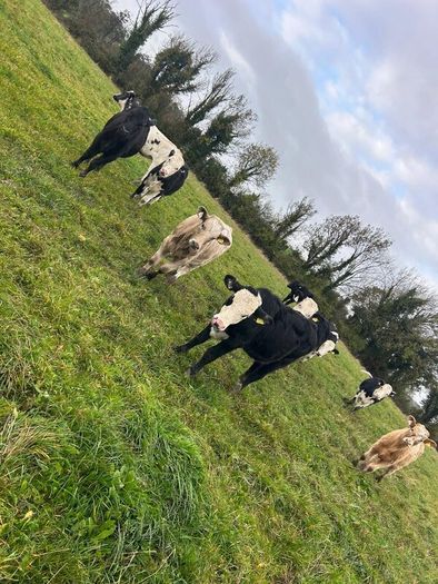 11 Super Heifer Calves