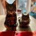 Meowmum