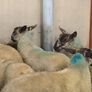 Suffolk - Cheviot Ewe Lambs breed from Scotch mule Image 6