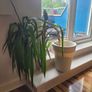 Plant Yucca Plant Image 2