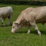 Pedigree Charolais Bulls Image 7