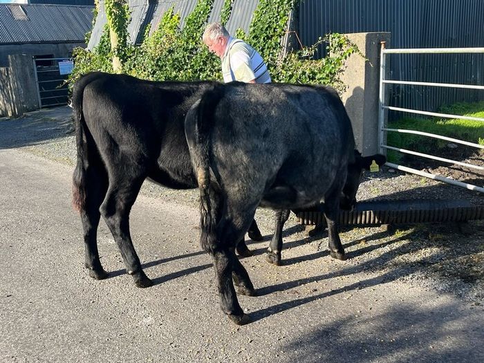 Heifers