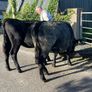 Heifers Image 4